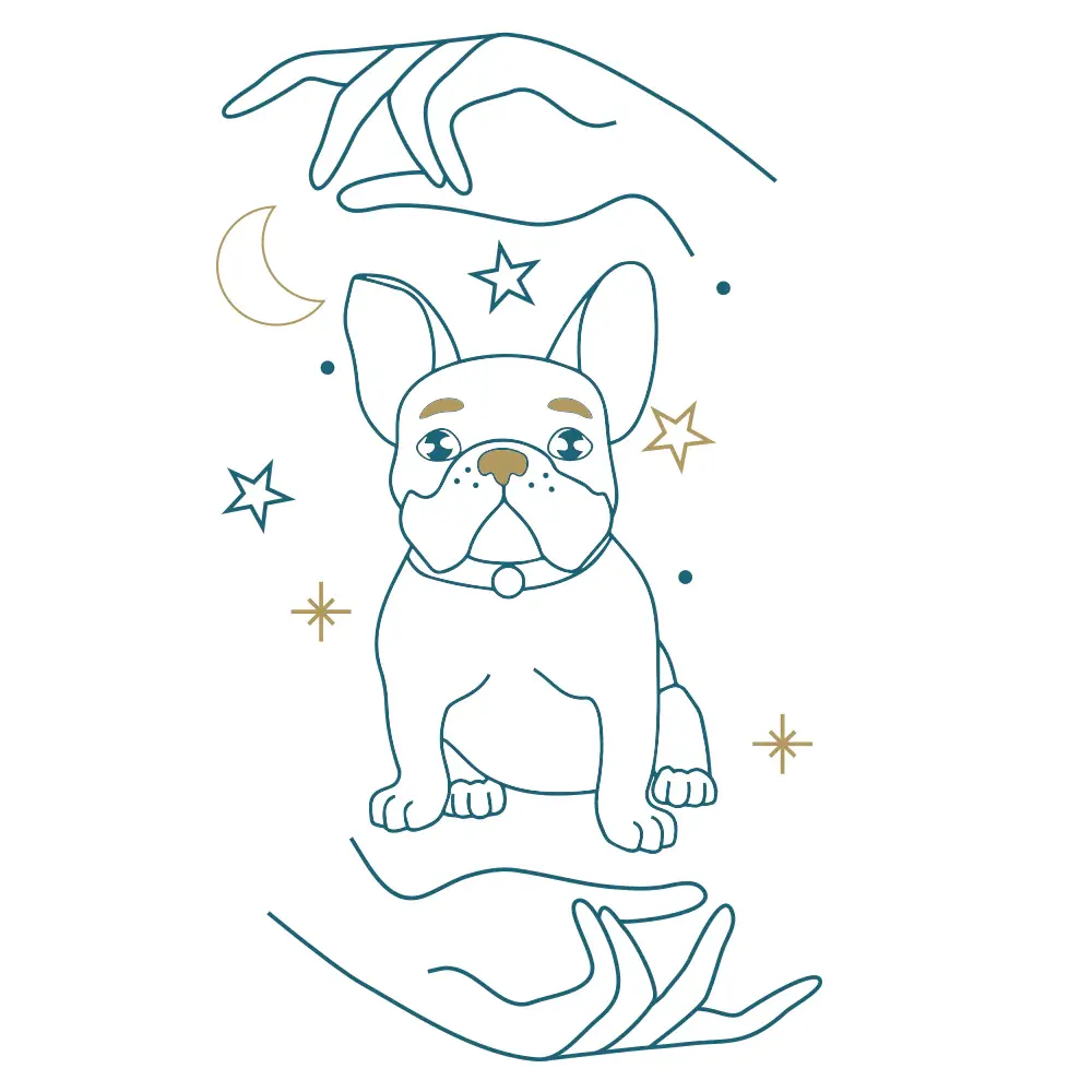 séance reiki animal