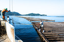 201705広島牡�蠣web-99