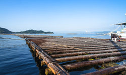 201705広島牡蠣web-85