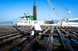 201705広島牡蠣web-101