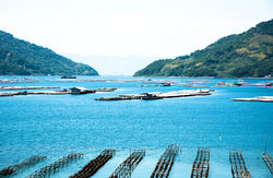 201705広島牡蠣web-304