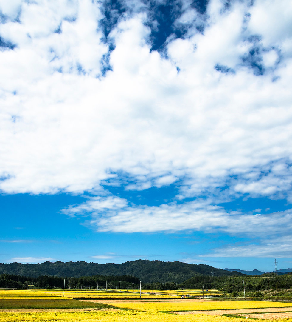 西会津町コシヒカリ