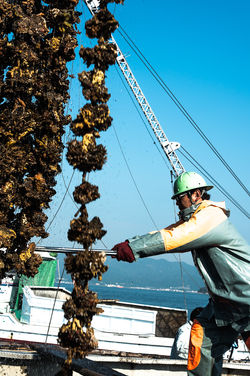 201705広島牡蠣web-75