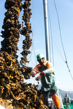 201705広島牡蠣web-147