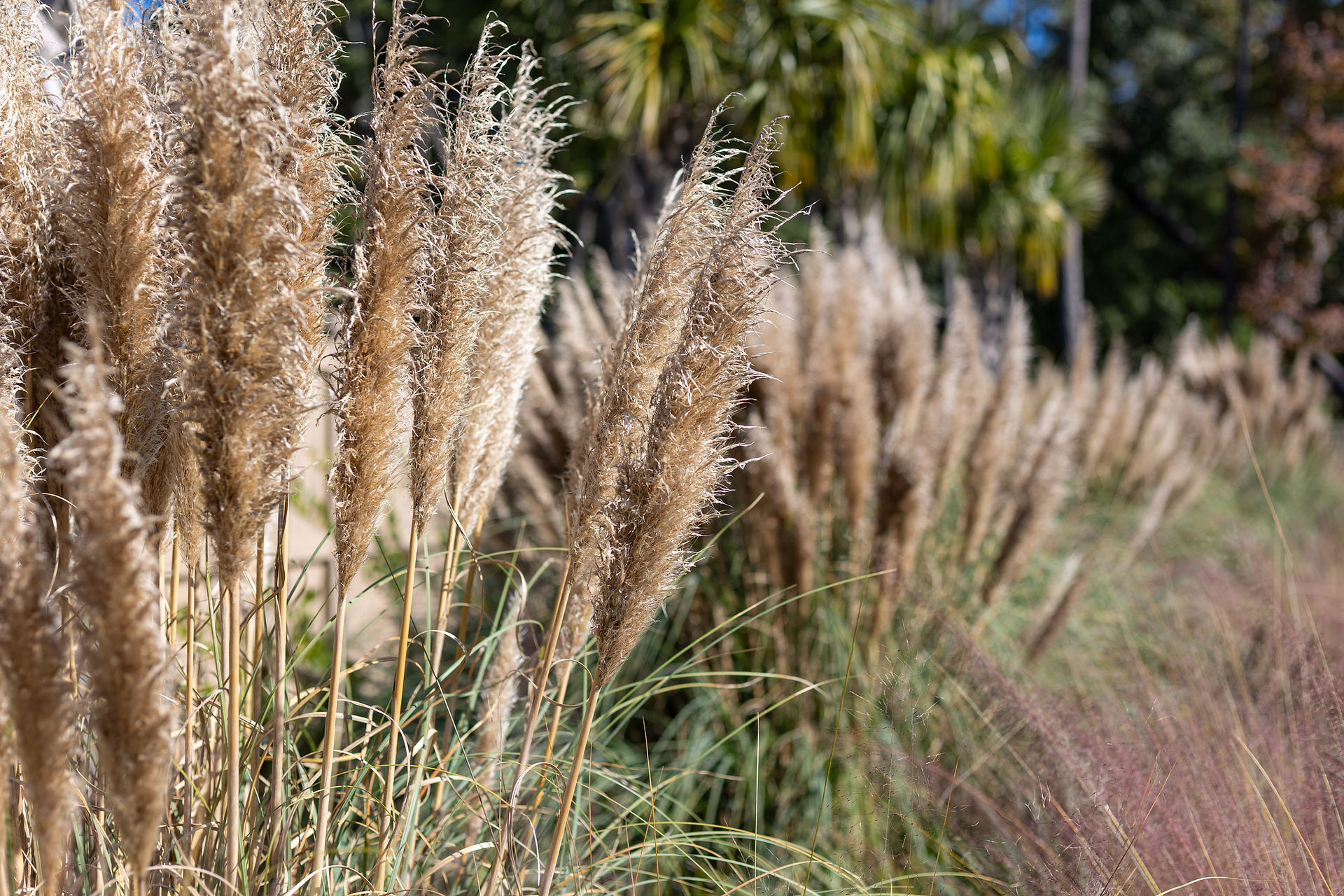 A lush landscape design by Meeting Green in Charleston, SC featuring pampas grass for extra height and fall interest.