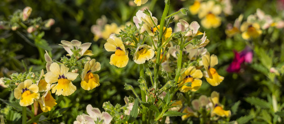 Yellow nemesia flower for pots and container gardens at Meeting Green in Charleston, South Carolina
