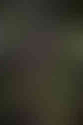 Purple berries of the beautyberry in the fall in Charleston