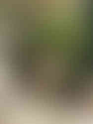 Tropical backyard with houseplants on a porch with a white chair in Charleston, SC