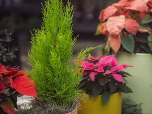 Lemon cypress and poinsettias in colorful pots for a holiday table scape by Meeting Green