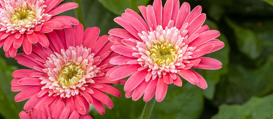 Garden Gifts for Mom this mother's day