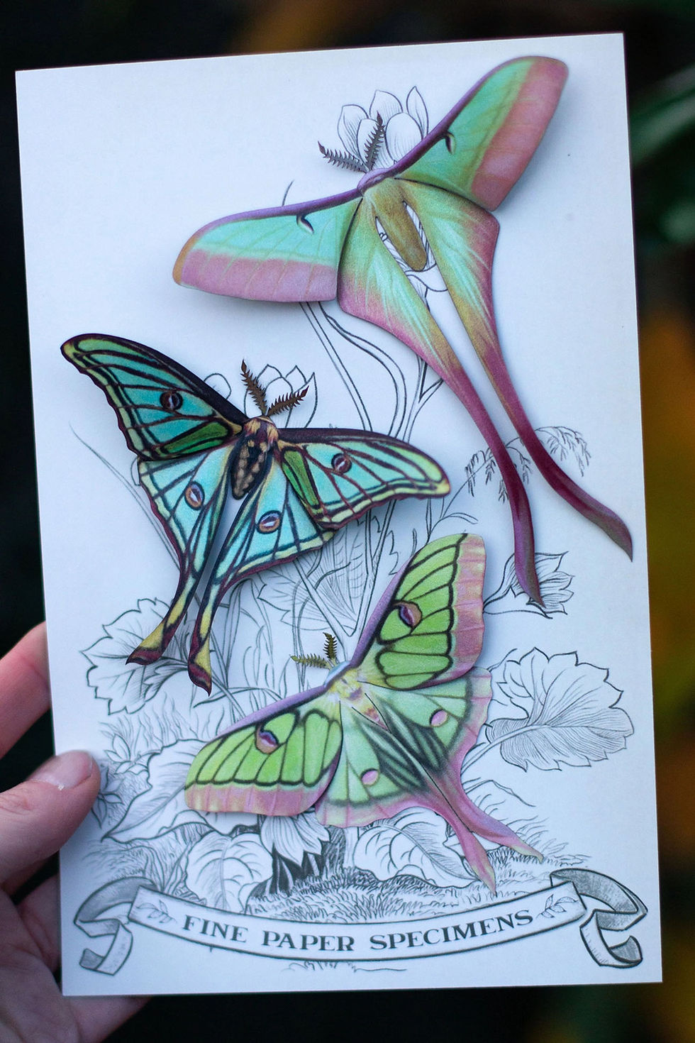 Thumbnail: Luna Moth Set: Moonborn