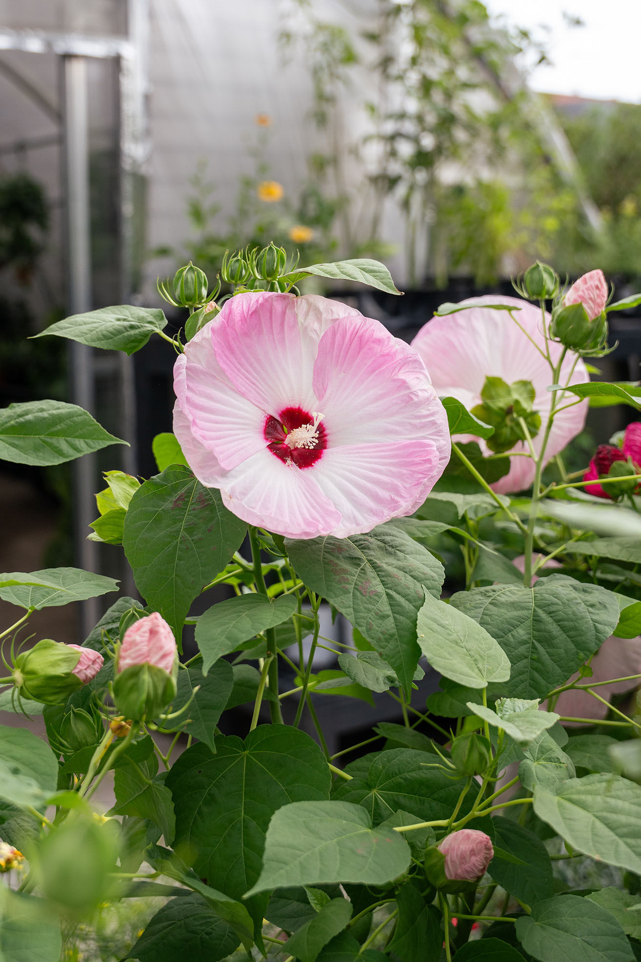 Hibiscus 'Luna Pink Swirl'