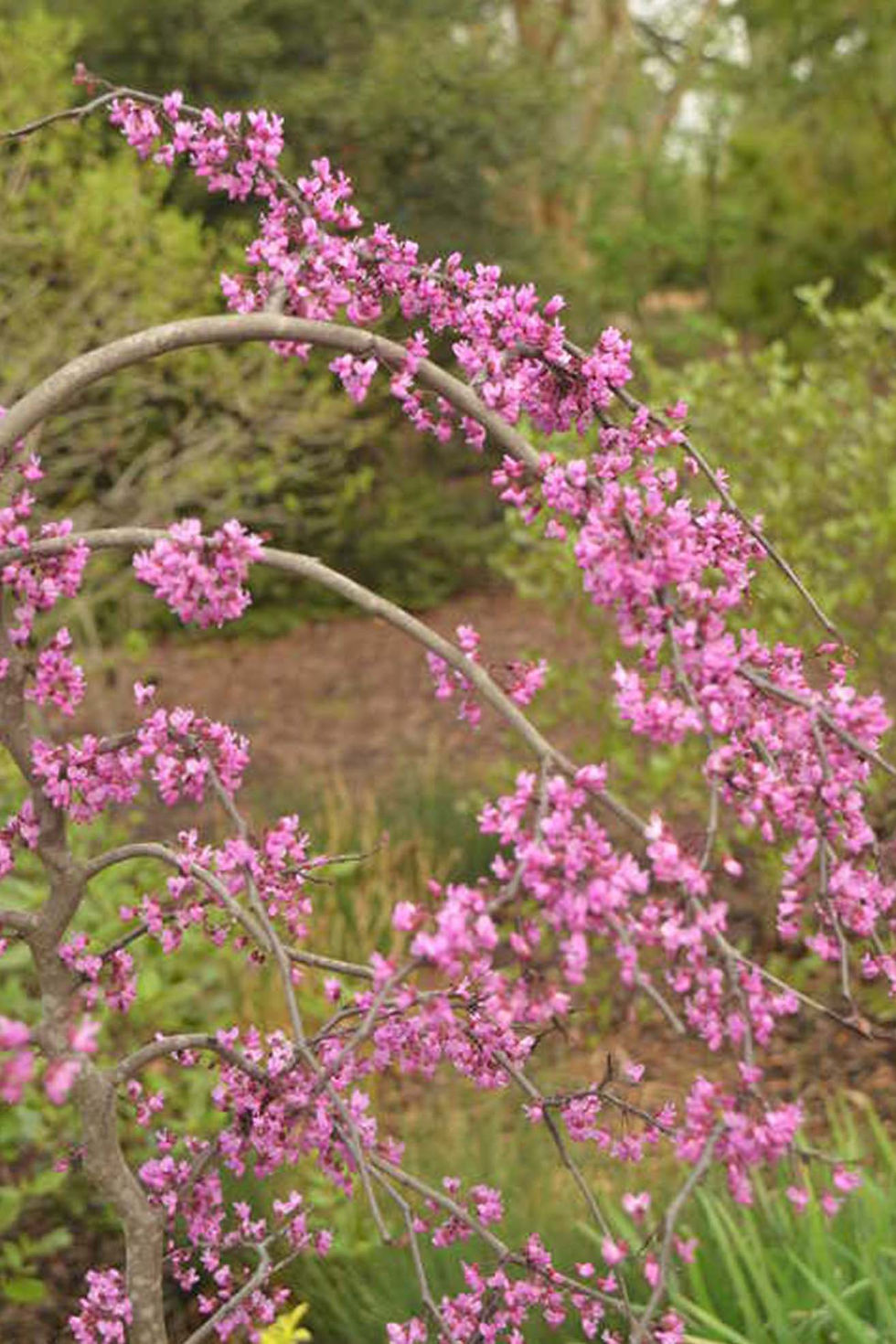 Thumbnail: Cercis 'Redbud': Ruby Falls