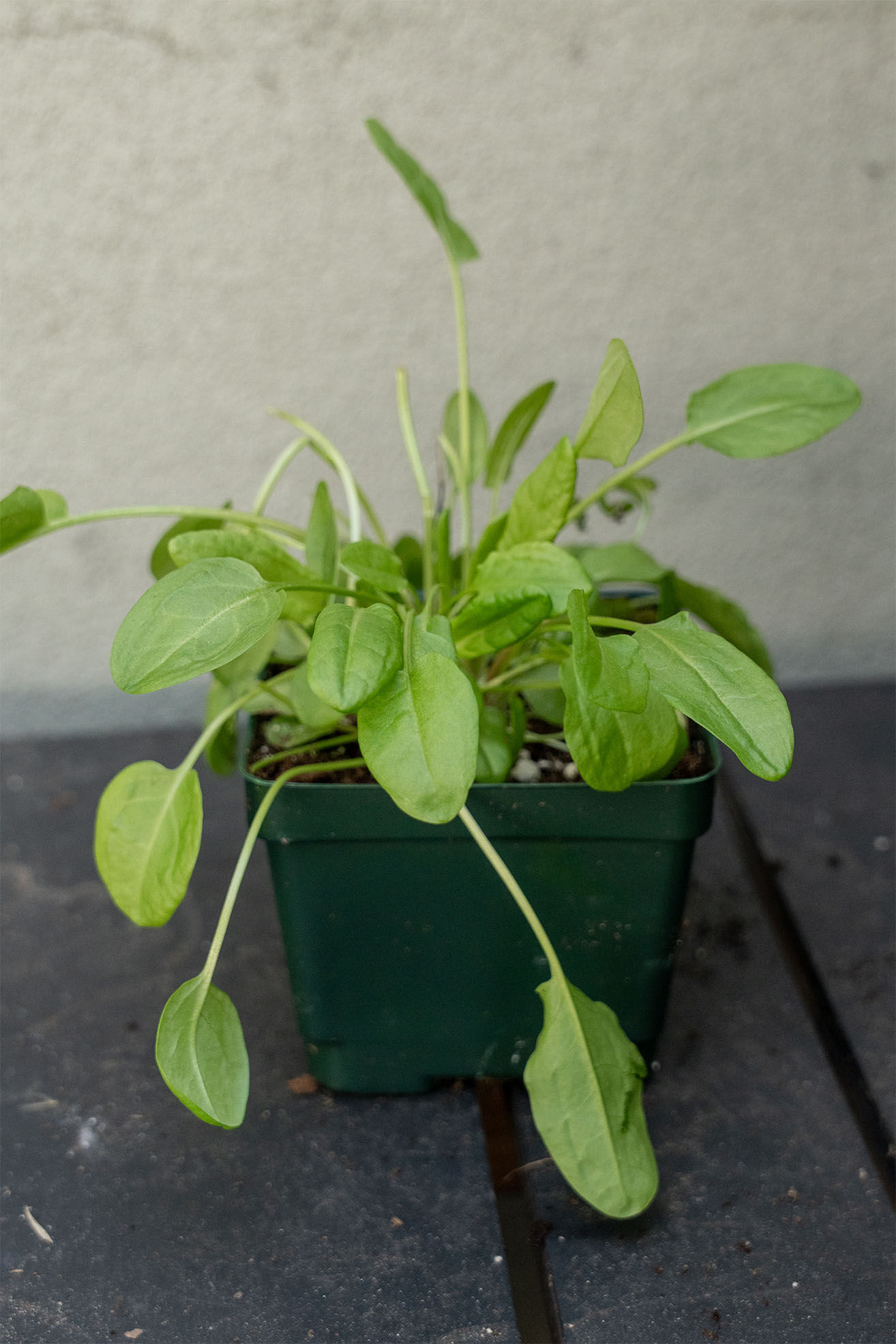 Rumex 'French Sorrel'