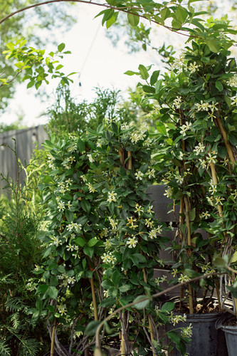 Trachelospermum 'Confederate Jasmine' | Meeting Green