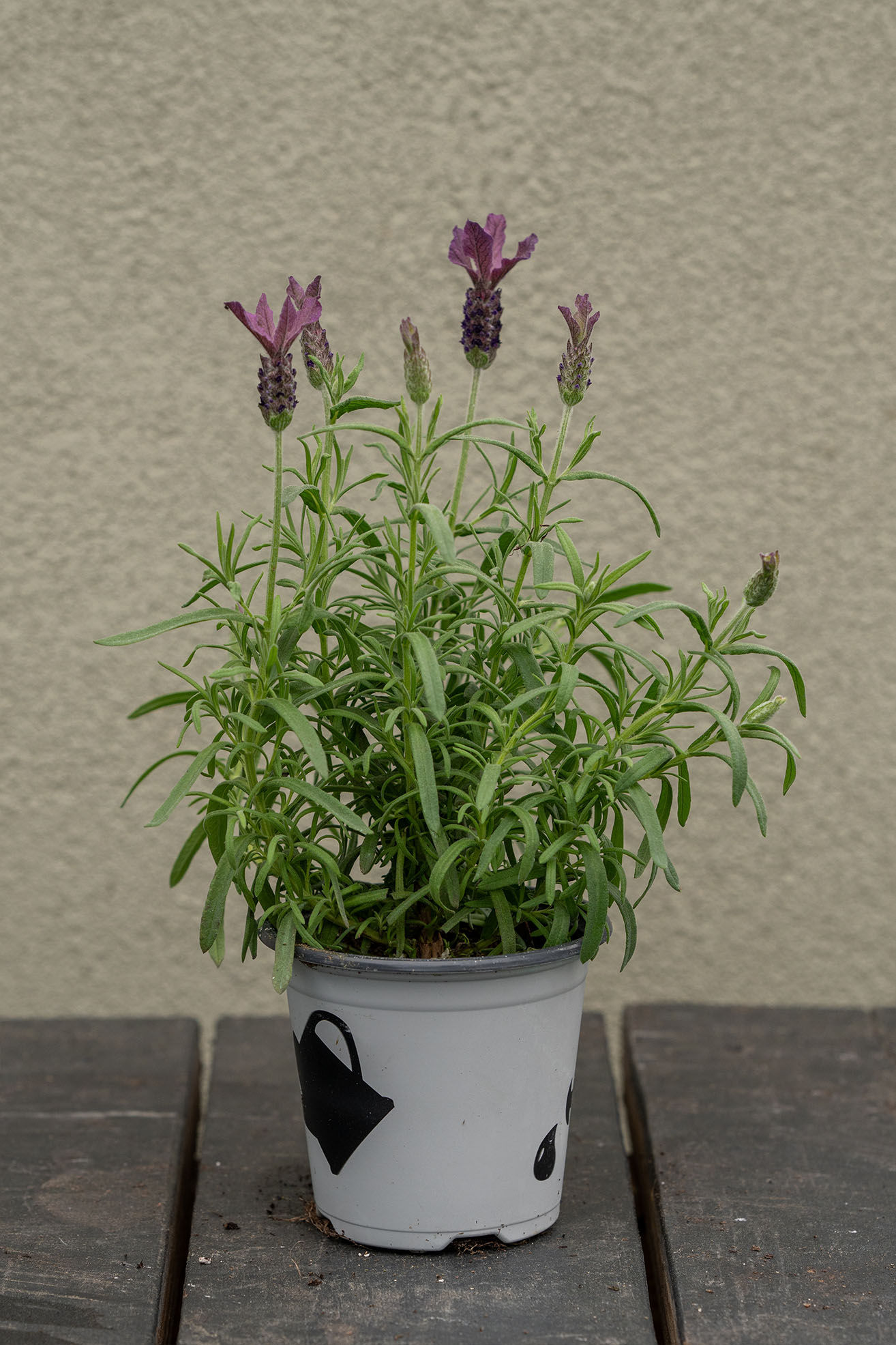 Lavender 'Spanish': Primavera