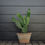 Thumbnail: Opuntia ‘Prickly Pear’ Cactus