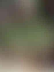 Meeting Green Charleston plant and pots