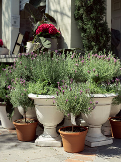 Meeting Green Charleston plant and pots