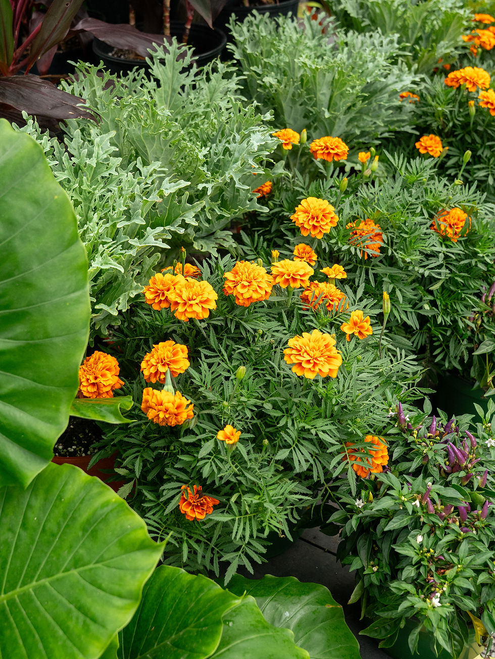 A fall table at Meeting Green with ornamental cabbage, orange marigolds, and ornamental peppers. Meeting Green plant store in Charleston, SC.