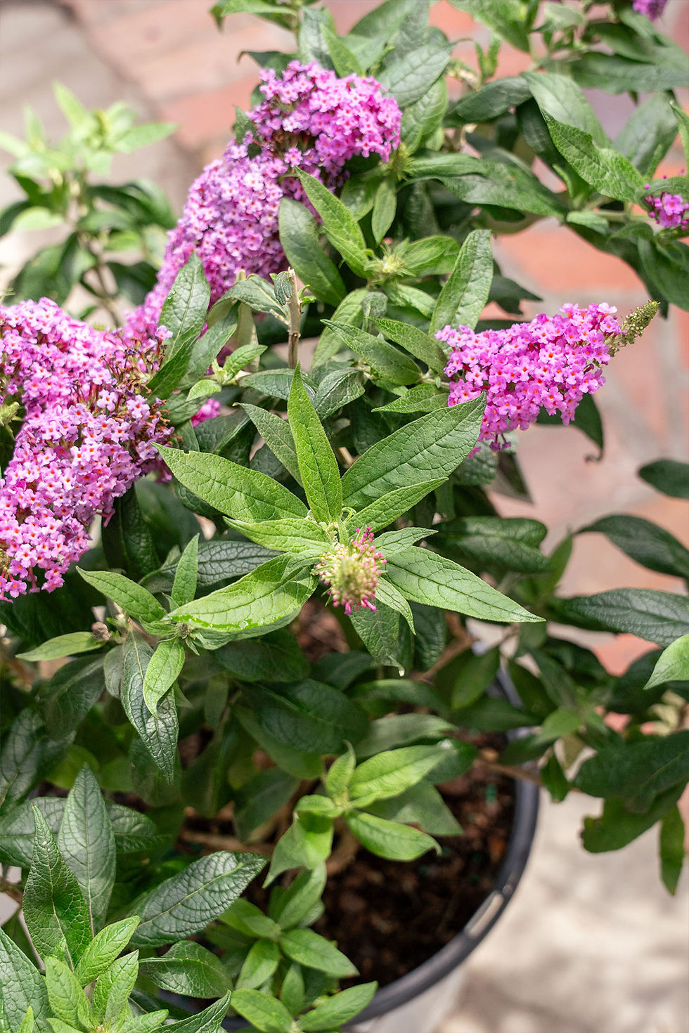 Thumbnail: Buddleia 'Butterfly Bush': Pugster Pinker