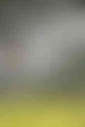 Charleston Landscaping cottage garden with roses, hydrangeas, and agapanthus and a brick pathwayby Meeting Green