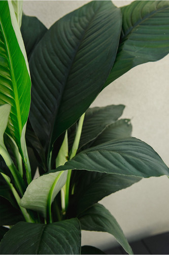 lemon lime heartleaf philodendron Philodendron Cordatum Lemon 8