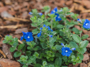 Festive Flowers for July 4th