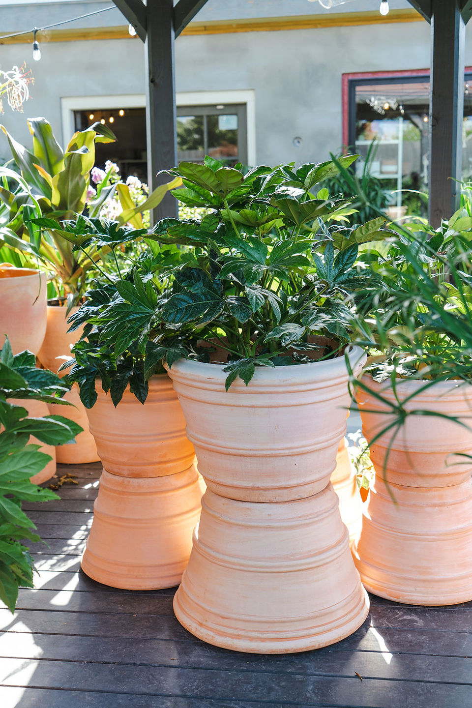 Green fatsia in terracotta pots