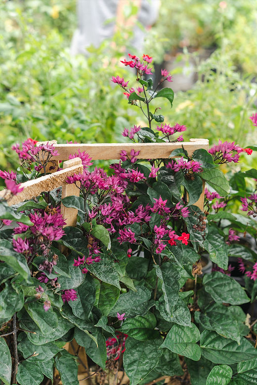 Clerodendrum 'Bleeding Heart' Vine | Meeting Green