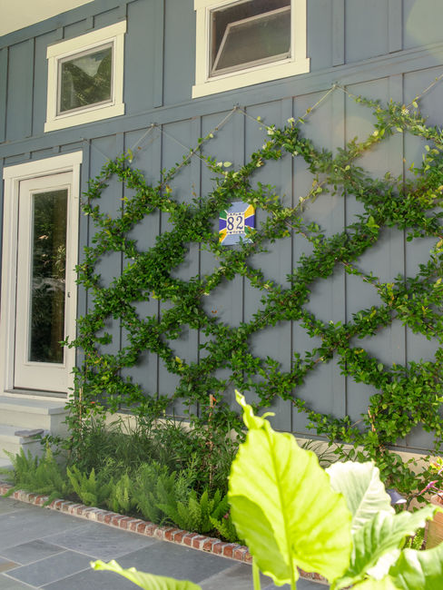 Confederate or Star Jasmine climbing a trellis on a blue wall at private home. The jasmine is planted in a skinny bed with other sun loving perennials like foxtail ferns and salvia. Landscaping designed and installed by Meeting Green.