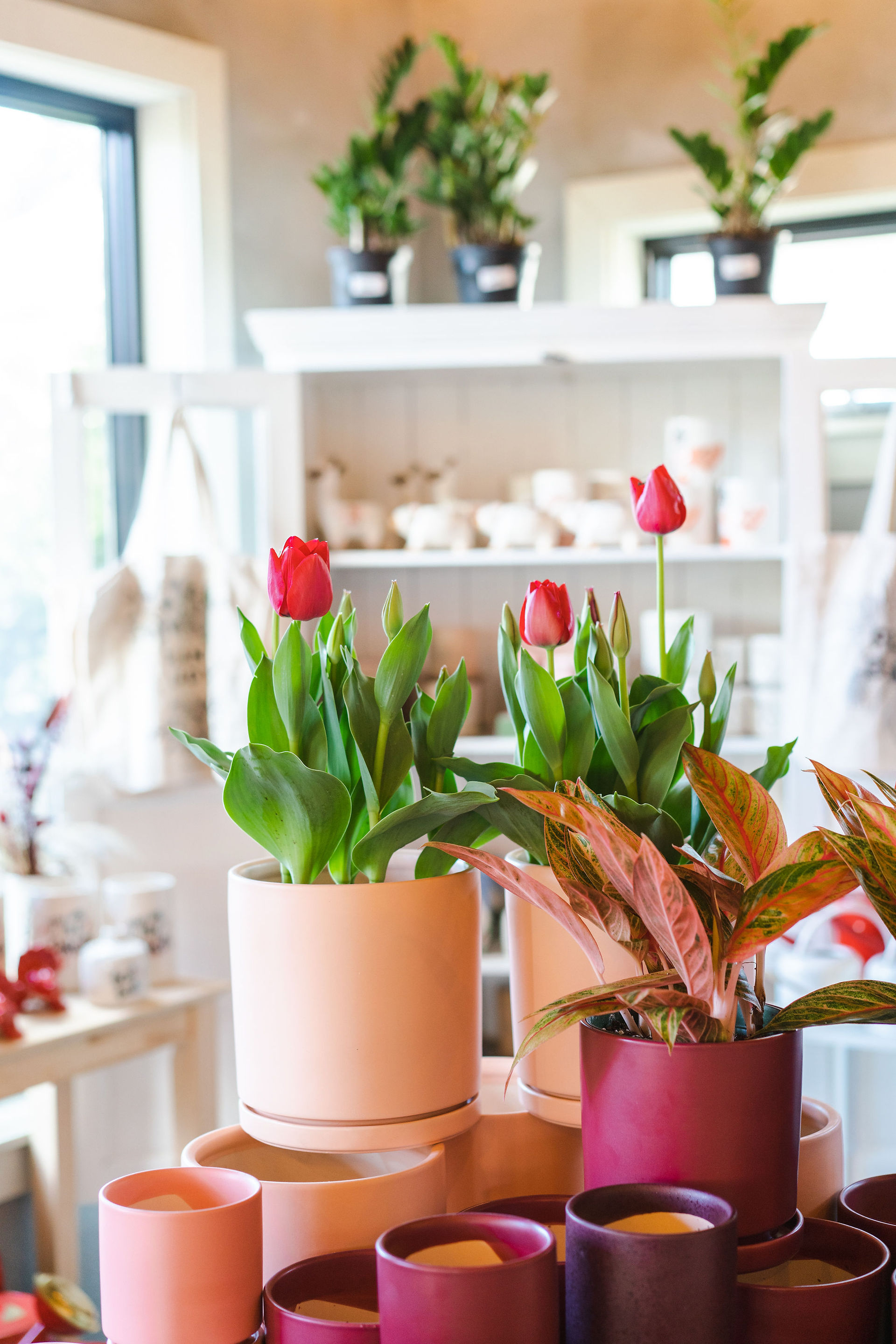 Pink tulips at Meeting Green, Charleston SC