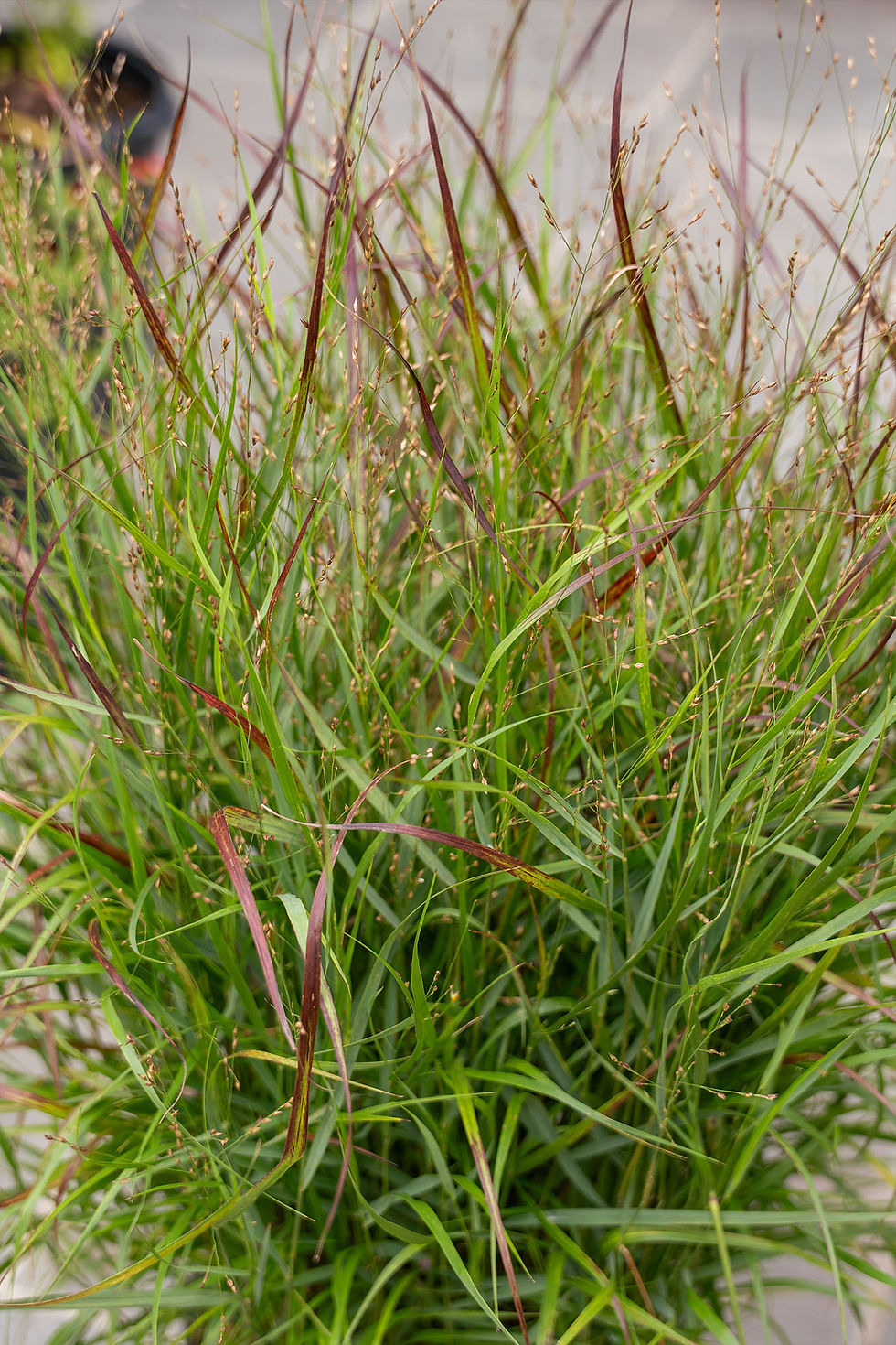 Thumbnail: Panicum 'Switchgrass': Shenandoah
