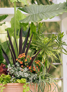 A large terracotta pot on a porch with a mixture of textured and colorful plants spilling out