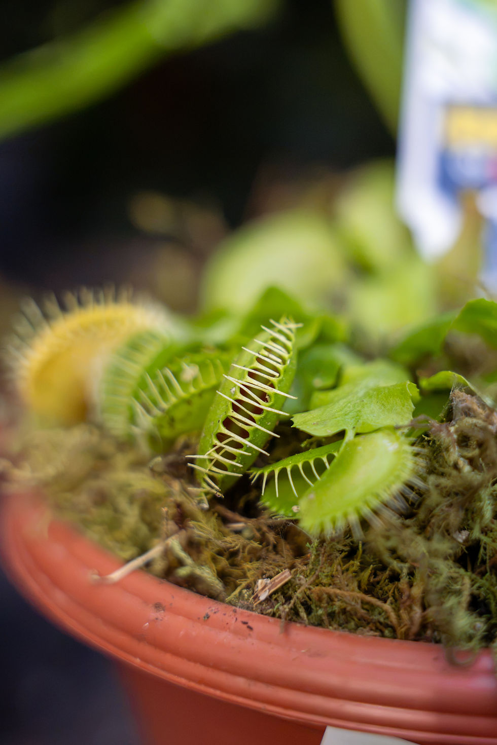 Close up of a green venus fly trap closed. Planted in a bog garden at Meeting Green in Charleston, SC.