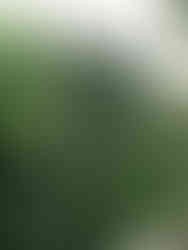 Shelf of garlands at Meeting Green in Charleston