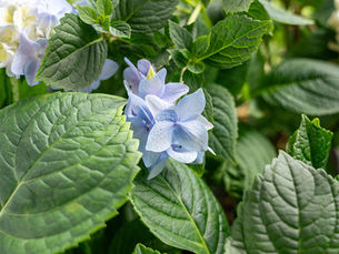 Close up of a Bigleaf hydrangea with dark green glossy leaves and a new light blue bloom. Growing hydrangeas in Charleston, lowcountry, West ashley, mt pleasant for color and blooms in the shade. Meeting Green, a plant store/ garden center in Charleston sells hydrangeas.