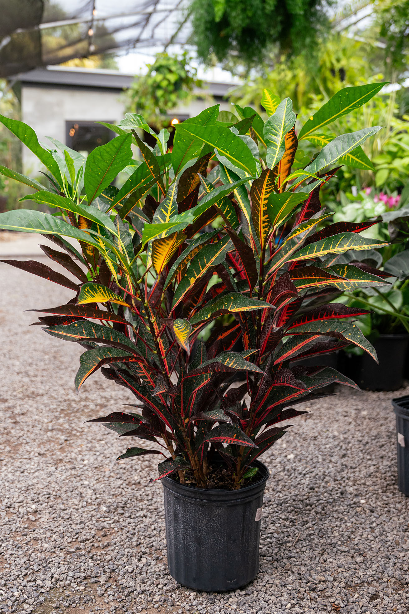 Codiaeum 'Croton': Fantasy