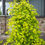 Thumbnail: Cercis 'Redbud': Golden Falls