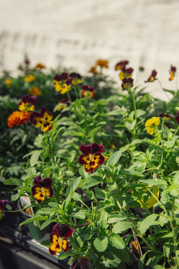 Blooming pansies make for great color in the winter in Charleston