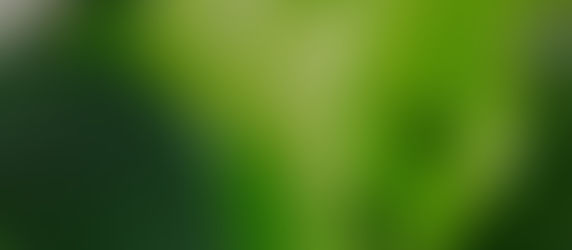 Close up on Monstera leaf at Meeting Green in Charleston, SC