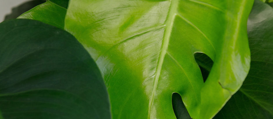 Close up on Monstera leaf at Meeting Green in Charleston, SC