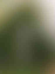 Charleston Landscaping cottage garden with a rose covered arborby Meeting Green