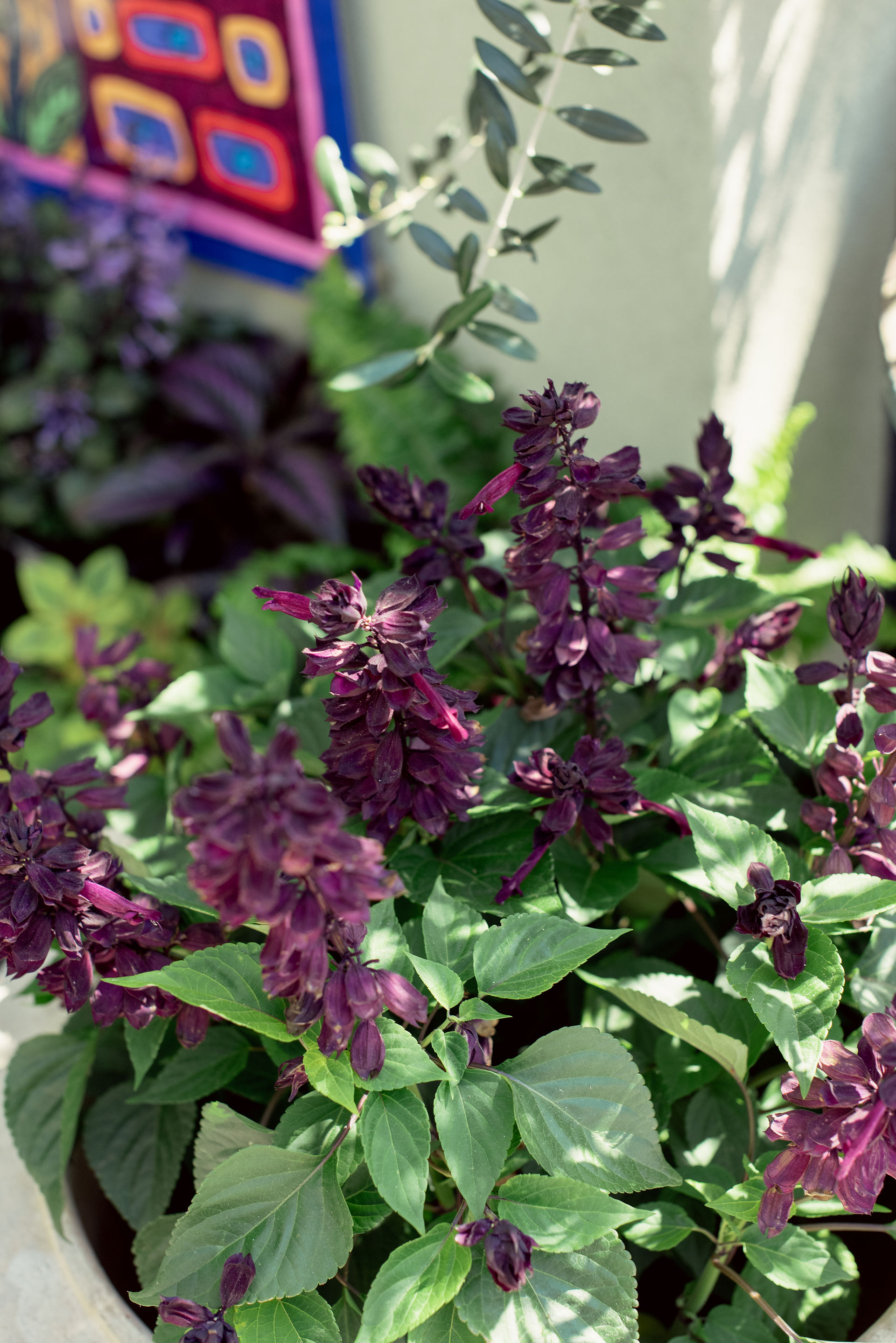 Salvia Meeting Green Charleston, South Carolina
