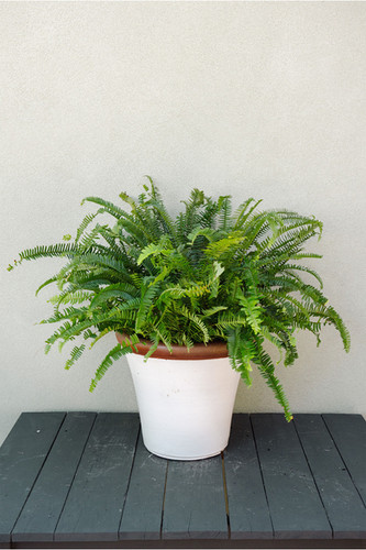 Nephrolepis 'Kimberly Queen' Fern | Meeting Green