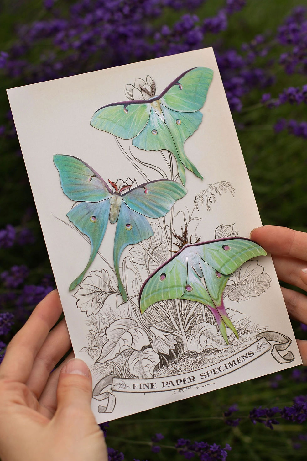 Thumbnail: Luna Moth Set: Moonwake
