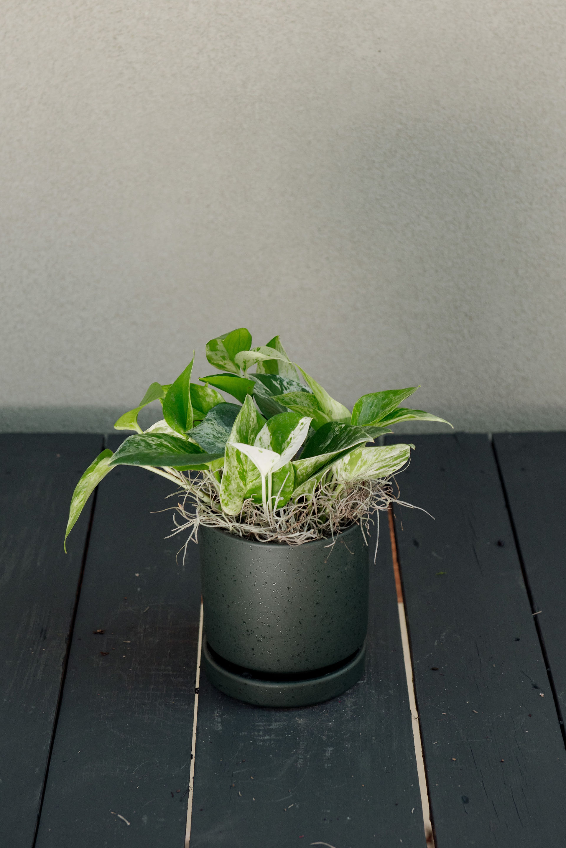 Pothos Marble Queen