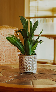 snake plant zeylanica.jpg