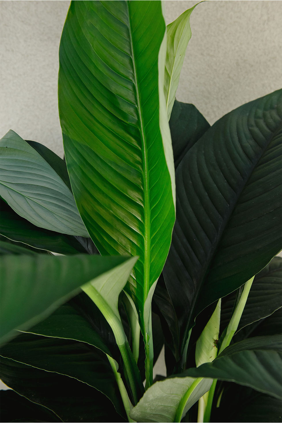 Thumbnail: Spathiphyllum 'Peace Lily': Sensation