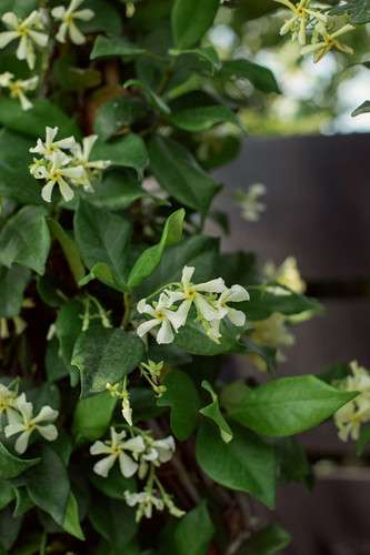 Trachelospermum 'Confederate Jasmine' | Meeting Green